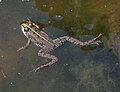 Seefrosch (Pelophylax ridibundus)