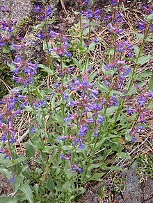 Green plant with multiple upright flowering stems with blue-purple flowers