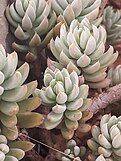 Petrosedum sediforme