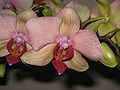 Phalaenopsis cultivar close-up