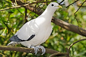 Zweifarben-Fruchttaube (Ducula bicolor)