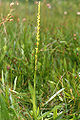 Platanthera yosemitensis