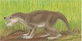 Psittacotherium multifragum