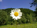 Leucanthemum vulgare