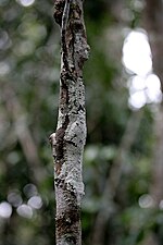 Analamazaotra Forest Reserve, Anadasibe