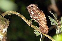 a large-headed, long-tailed, rufous-brown bird with many white markings