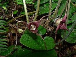 Asarum caudatum