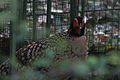 Tragopan St. Louis Zoo