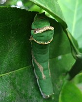 An ectoparasitic fly, cf. Ceratopogonidae, sucking blood from a larva