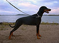 Dobermann