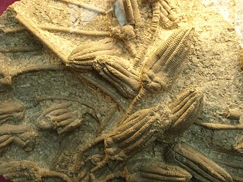 Fossils of the crinoid Encrinus liliiformis.