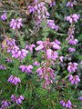 Erica cinerea