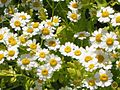 Feverfew