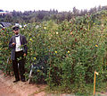 Cotton field in Sukhumi Botanical Garden