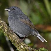 Slaty finch, Guadalupe. A rare bird of the western highlands.