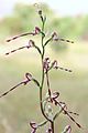 Himantoglossum affine-20