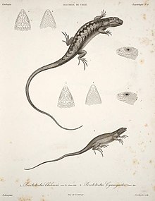 An illustration of Liolaemus chiliensis and Liolaemus cyanogaster