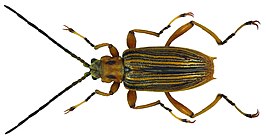 Macroplea appendiculata