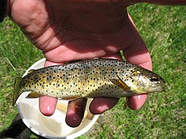 Oncorhynchus apache