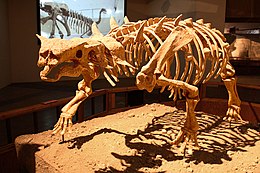 A Pinacosaurus csontvázának rekonstrukciója