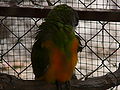 Mohrenkopfpapagei Senegal Parrot