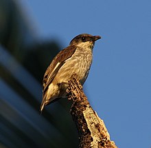 brown bird with pale, streaked undersides