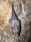 Brown bat