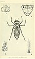 Larvae 1-4.Synthemis eustalacta