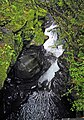 Blick auf eine Verengung des Cleddau River bei The Chasm