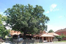 Oak of Timotijević in Mrčajevci