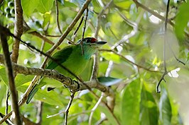 Khao-luangbaardvogel