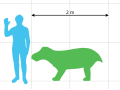 Scale diagram of Wadiasaurus indicus