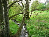 Der Hardenberger Bach bei Schmürsches (Dönberg)