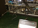 An Archaeornithomimus from Inner Mongolia mounted on the second floor.