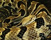 Timber rattlesnake