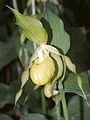 Cypripedium calceolus var. flavum