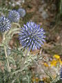 Echinops ritro