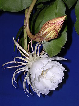 Epiphyllum oxypetalum