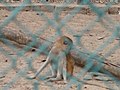 Husarenaffe Patas Monkey