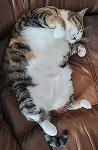 The chonker sleeping. She sleeps stomach up because it stops her from snoring. For use on We All Make Mistakes and the Wiktionary definition of "chonky"