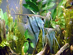 Pterophyllum sp.