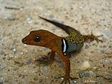 Gonatodes concinnatus, Colombia