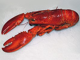 Homarus americanus