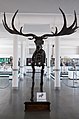 Jeleń olbrzymi (Megaloceros giganteus). Szkielet w Muzeum Przyrodniczym Uniwersytetu Wrocławskiego.