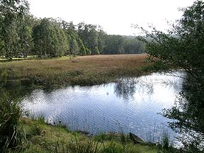 Der New Country Swamp im Mummel-Gulf-Nationalpark