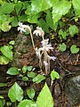 Orobanche uniflora flowering in a Vermont woodland setting.