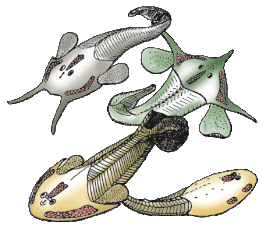 Osteostraci