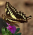 Papilio constantinus