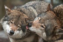 Wolves licking to indicate social status[1]