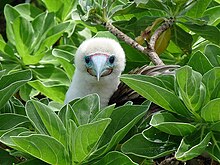 White bird amid green leaves, looking right at the camera